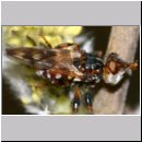 Myopa cf tesselatipennis - Fruehe Buckelblasenkopffliege 05 6mm.jpg